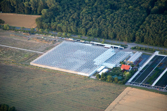 Gewächshäuser von Geranien Endisch im Ortsteil Dreihof in Essingen im Bundesland Rheinland-Pfalz, Deutschland