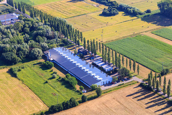 Pappelallee mit ConFas GmbH und  Strasser Haustechnik im Ortsteil Schaidt in Wörth am Rhein im Bundesland Rheinland-Pfalz, Deutschland