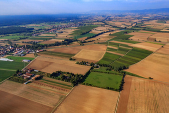 Drohnenaufname von Koppel von Trakehner-Friedrich in Minfeld im Bundesland Rheinland-Pfalz, Deutschland