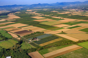 Spargel und Obsthof Gensheimer im Lindenhof in Steinweiler im Bundesland Rheinland-Pfalz, Deutschland