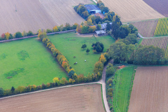 Luftaufnahme von Koppel von Trakehner-Friedrich in Minfeld im Bundesland Rheinland-Pfalz, Deutschland