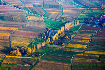 Herbstlich gefärbte Pappelreihe zwischen Weinbergen an der Aalmühl in Ilbesheim bei Landau in der Pfalz im Bundesland Rheinland-Pfalz, Deutschland