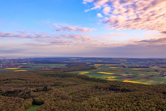 Wald bei Sulzheim in Grettstadt im Bundesland Bayern, Deutschland