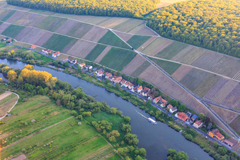 Weinlage Escherndorfer Fürstenberg am Mainufer im Ortsteil Köhler in Volkach im Bundesland Bayern, Deutschland