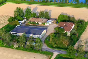 Luftbild von Petersau am Rheinufer im Ortsteil Mörsch in Frankenthal im Bundesland Rheinland-Pfalz, Deutschland