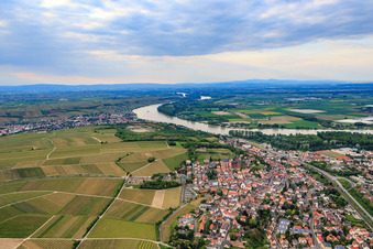 Stadtansicht zwischen Weinbergen und Rhein in Oppenheim im Bundesland Rheinland-Pfalz, Deutschland