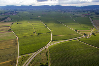 Weinberge an der B39 im Ortsteil Geinsheim in Neustadt an der Weinstraße im Bundesland Rheinland-Pfalz, Deutschland