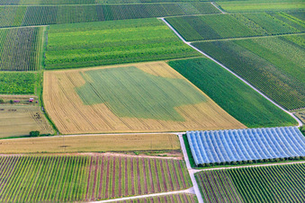 Trochenheitsbedingte Verfärbungen auf einem Getreidefeld in Impflingen im Bundesland Rheinland-Pfalz, Deutschland