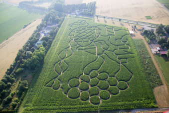 Irrgarten - Labyrinth mit den Umrissen einer Weintraube auf einem Feld im Ortsteil Wahlheimer Hof in Dalheim im Bundesland Rheinland-Pfalz, Deutschland