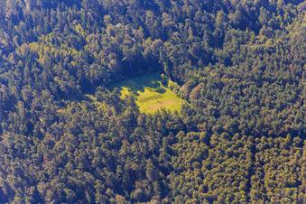 Lichtung im Bienwald im Ortsteil Büchelberg in Wörth am Rhein im Bundesland Rheinland-Pfalz, Deutschland