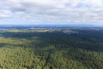 Bienwald vor dem Ortsteil Dorschberg aus Norden in Wörth am Rhein im Bundesland Rheinland-Pfalz, Deutschland
