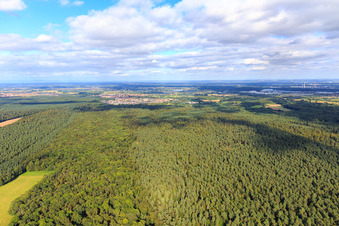 Otterbach-Lichtung im Bienwald Richtung Jockgrim in Kandel im Bundesland Rheinland-Pfalz, Deutschland