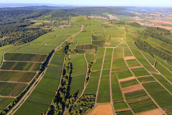 Weinberge in Bönnigheim im Bundesland Baden-Württemberg, Deutschland