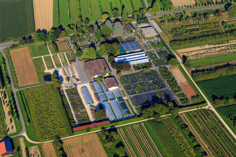 AMMANN Gartenkultur GmbH Baumschule in Steißlingen im Bundesland Baden-Württemberg, Deutschland