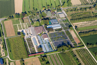 Bunte Beet- Reihen auf einem Feld zur Blumenzucht der Ammann Gartenkultur GmbH in Steißlingen im Bundesland Baden-Württemberg, Deutschland