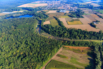 Michelsbach fliest aus einem See im Wald der Rheinauen am Brandgraben im Ortsteil Sondernheim in Germersheim im Bundesland Rheinland-Pfalz, Deutschland