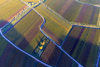 Herbstlicht bunte Reben der Weinberge im Ortsteil SaintMartin in Sankt Martin im Bundesland Rheinland-Pfalz, Deutschland
