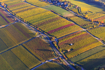 Wingerthäuser am Kieferberg in herbstlicht bunten Weinbergen in Edenkoben im Bundesland Rheinland-Pfalz, Deutschland