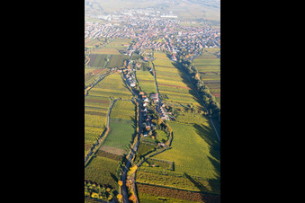 Felder einer Weinbergs- Landschaft der Winzer- Gebiete im Ortsteil Siedlung in Edenkoben im Bundesland Rheinland-Pfalz, Deutschland