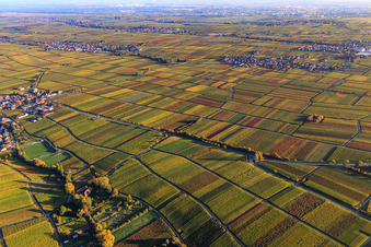 Herbstlicht bunte Reben der Weinberge bis Roschbach in Flemlingen im Bundesland Rheinland-Pfalz, Deutschland