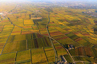 Herbstlicht bunte Reben der Weinberge bis Landau in Frankweiler im Bundesland Rheinland-Pfalz, Deutschland
