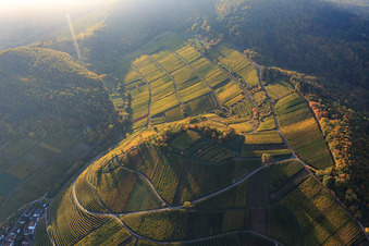 Herbstlicht bunte Reben der Weinberge der Lage Kastanienbusch in Birkweiler im Bundesland Rheinland-Pfalz, Deutschland