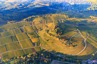 Luftaufnahme von Herbstlicht bunte Reben der Weinberge der Lage Kastanienbusch in Birkweiler im Bundesland Rheinland-Pfalz, Deutschland