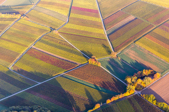 Strukturen der Herbstlich bunt gefärbte Weinbergs- Landschaft der Winzer- Gebiete in Heuchelheim-Klingen im Bundesland Rheinland-Pfalz, Deutschland