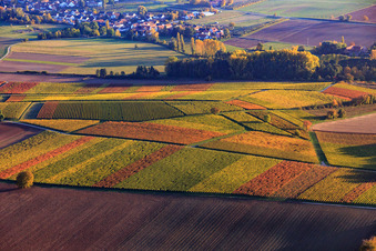 Herbstlicht bunte Reben der Weinberge bis Oberhausen in Niederhorbach im Bundesland Rheinland-Pfalz, Deutschland