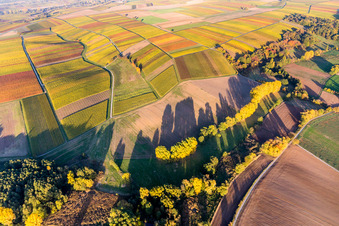 Felder einer Weinbergs- Landschaft im bunten Herbstlaub der Winzer- Gebiete in Heuchelheim-Klingen im Bundesland Rheinland-Pfalz, Deutschland