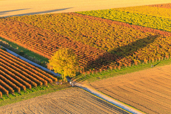 Herbstlicht bunte Reben der Weinberge hinter Nussbaum in Billigheim-Ingenheim im Bundesland Rheinland-Pfalz, Deutschland