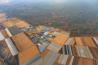 Ortsteil Gärtnersiedling mit Gärtnerei Molcz, Bärli gmbH & Co.KG Andreas List, Baumschule Gunther Möller und Gärtnerei  Böttcher Stefan in Bürstadt im Bundesland Hessen, Deutschland