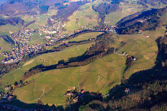 Badische Weinberge im Achertal im Ortsteil Büchelbach in Sasbachwalden im Bundesland Baden-Württemberg, Deutschland