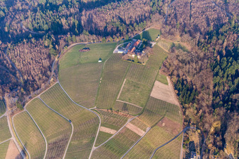 Weinberge des Weingut Nägelsförst - Landschaft der Winzer- Gebiete in Baden-Baden im Ortsteil Varnhalt im Bundesland Baden-Württemberg, Deutschland