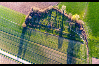 Grabreihen auf dem Gelände des alten jüdischen Friedhofes von Trimbach in Trimbach in Grand Est im Bundesland Bas-Rhin, Frankreich