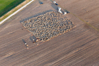 Strukturen eines abgeernteten Feldes mit eigepferchter Schaf - Herde in San Leonardo in Friuli-Venezia Giulia in Montereale Valcellina im Bundesland Pordenone, Italien
