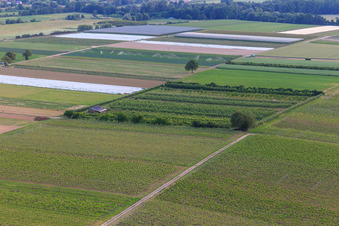 Eier-Meier's Obstplantage im Ortsteil Mühlhofen in Billigheim-Ingenheim im Bundesland Rheinland-Pfalz, Deutschland