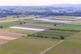Luftbild von Eier-Meier's Obstplantage im Ortsteil Mühlhofen in Billigheim-Ingenheim im Bundesland Rheinland-Pfalz, Deutschland