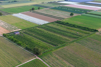 Schrägluftbild von Eier-Meier's Obstplantage im Ortsteil Mühlhofen in Billigheim-Ingenheim im Bundesland Rheinland-Pfalz, Deutschland