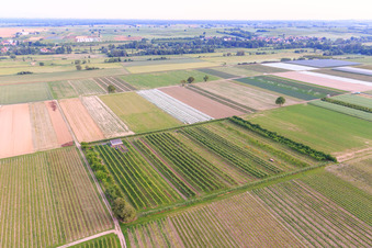 Eier-Meier's Obstplantage im Ortsteil Mühlhofen in Billigheim-Ingenheim im Bundesland Rheinland-Pfalz, Deutschland von oben