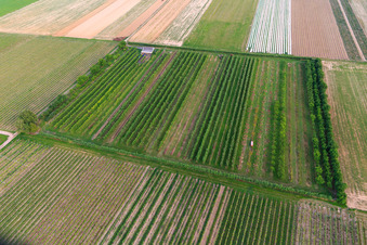 Eier-Meier's Obstplantage im Ortsteil Mühlhofen in Billigheim-Ingenheim im Bundesland Rheinland-Pfalz, Deutschland von oben gesehen