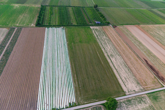 Eier-Meier's Obstplantage im Ortsteil Mühlhofen in Billigheim-Ingenheim im Bundesland Rheinland-Pfalz, Deutschland vom Flugzeug aus