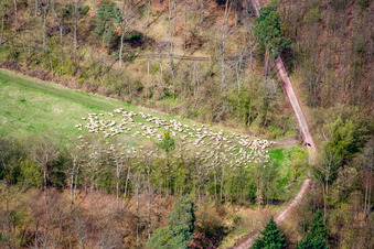 Schafherde in Waldlichtung in Kandel im Bundesland Rheinland-Pfalz, Deutschland