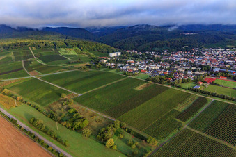 Luftbild von Weinberge südlich der Kurstadt in Dörrenbach im Bundesland Rheinland-Pfalz, Deutschland