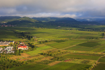 Weinberge am Hirtenbrunner Hof in Ilbesheim bei Landau im Bundesland Rheinland-Pfalz, Deutschland
