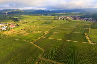 Weinberge in Ilbesheim bei Landau im Bundesland Rheinland-Pfalz, Deutschland