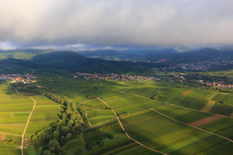 Weinberge zwischen Ranschbach und Siebeldingen im Ortsteil Arzheim in Landau in der Pfalz im Bundesland Rheinland-Pfalz, Deutschland