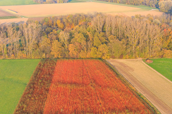 Bunte Felder im Herbst in Neupotz im Bundesland Rheinland-Pfalz, Deutschland