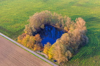 Kleiner von Pappeln umstandener Angelweiher in den Rheinauen in Leimersheim im Bundesland Rheinland-Pfalz, Deutschland
