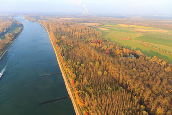 Buhnen bei Rheinnormalwasser in Germersheim im Bundesland Rheinland-Pfalz, Deutschland